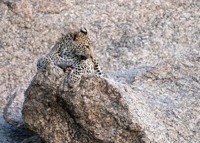 Jawai: Leopard Safari in Aravalli Hills - The Sum Up: Is the Jawai Leopard Safari Worth It?