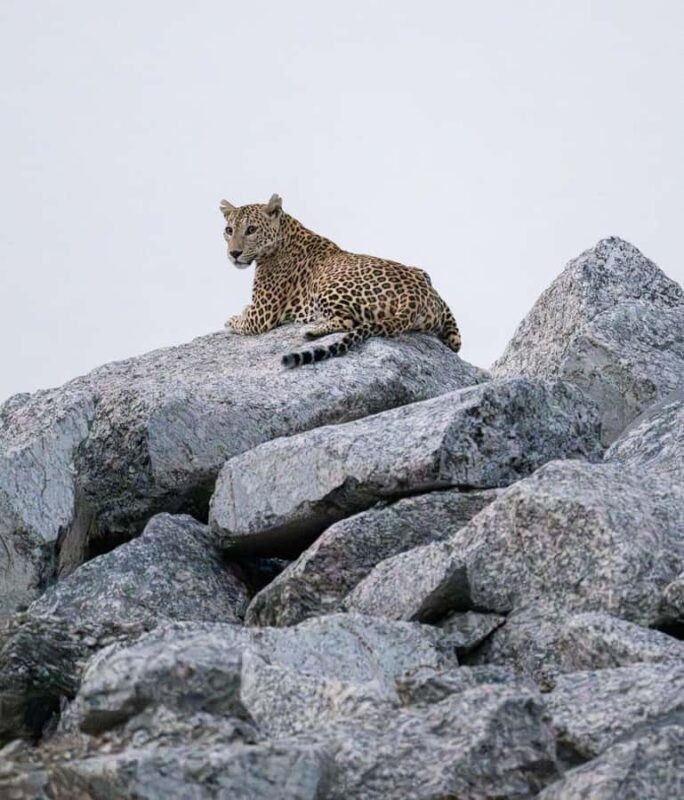 Jawai: Leopard Safari in Aravalli Hills - FAQ