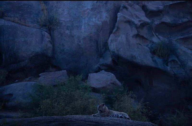 Jawai: Leopard Safari in Aravalli Hills - What Makes the Jawai Leopard Safari Stand Out?