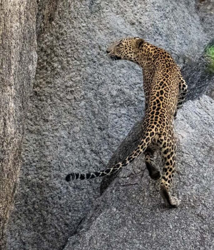Jawai: Leopard Safari in Aravalli Hills - Final Thoughts