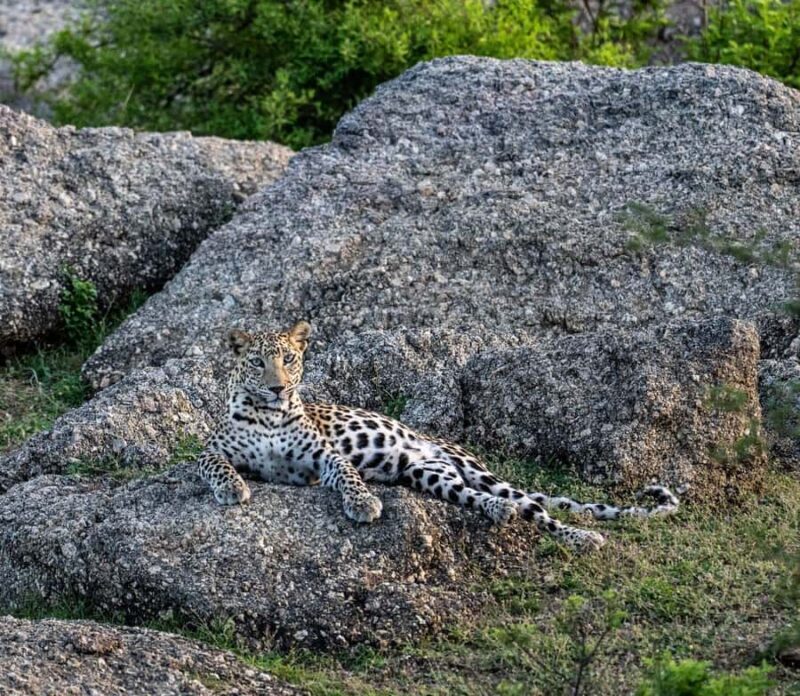 Jawai: Leopard Safari in Aravalli Hills - FAQ