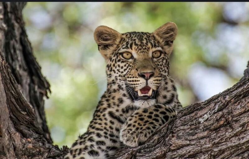 Jawai: Leopard Trails, Tribal Stories & Sacred Night Walk - Who Would Love This Tour?