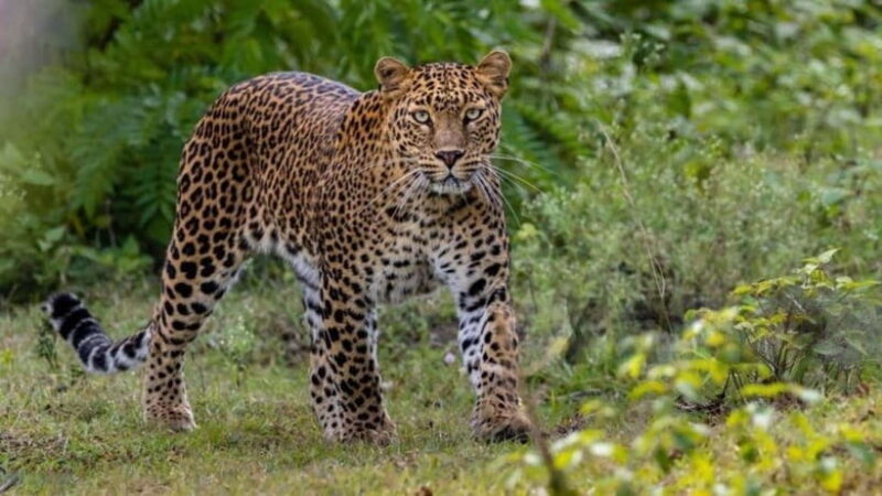 Jawai Leopard Wildlife Safari Private Tour In a 4x4 Jeep - The Safari Experience: What You Can Expect