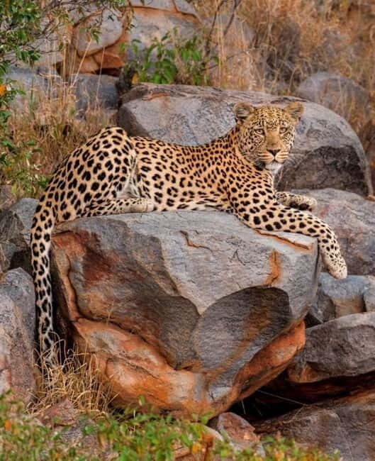 Jawai Leopard Wildlife Safari Private Tour In a 4x4 Jeep - The Cultural Connection: Meeting the Rabari Tribe