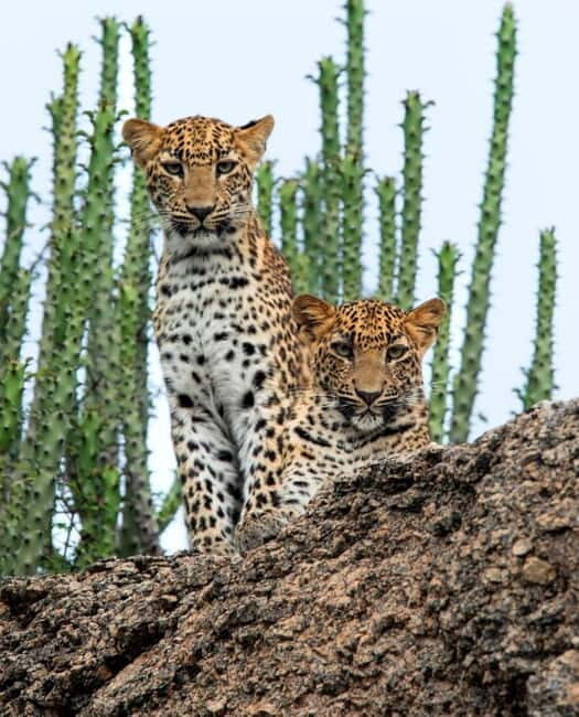 Jawai Leopard Wildlife Safari Private Tour In a 4x4 Jeep - Photography Opportunities