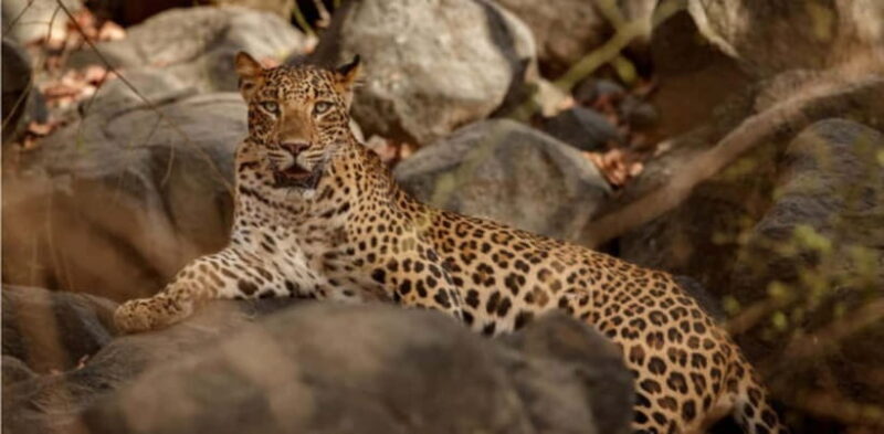 Jawai Leopard Wildlife Safari Private Tour In a 4x4 Jeep - Practical Details and Tips