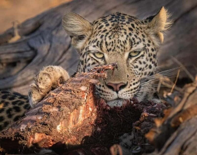 Jawai Leopard Wildlife Safari Private Tour In a 4x4 Jeep - Final Thoughts