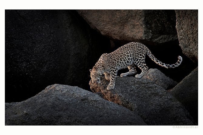 Jawai the Leopard Country From Udaipur - Terms and Conditions