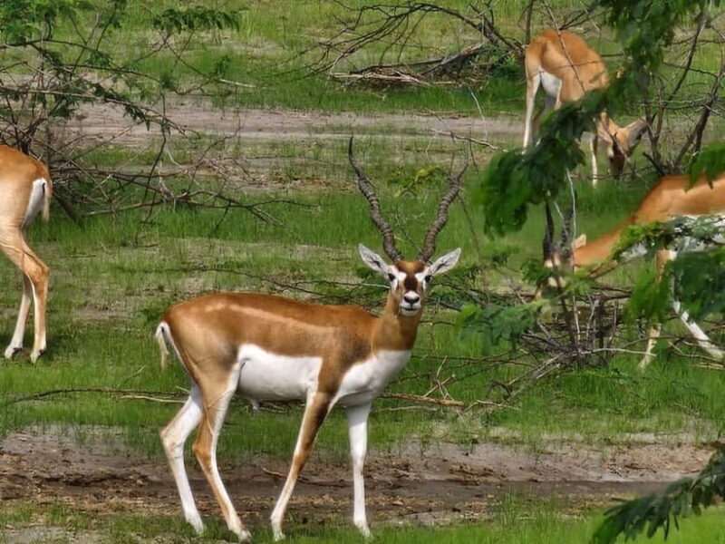 JDH : Bishnoi Village Safari With Overnight Stay in Village - Good To Know