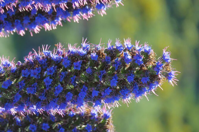 Jeep Adventure to Volcanic Pools & UNESCO Forest Treasures - FAQ