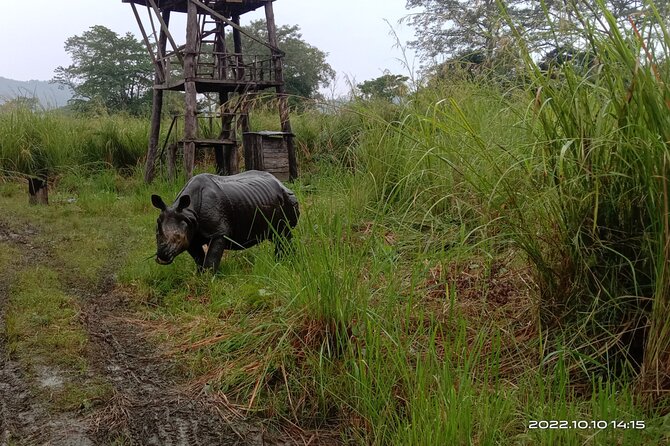 Jeep Safari (4-5 Hrs., Sharing) Inside Chitwan National Park. - Overview and Inclusions