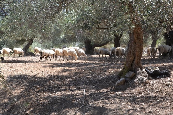 Jeep Safari 4x4 Crete Real off Road Mountain Tracks With Lunch From Hersonissos - Customer Reviews
