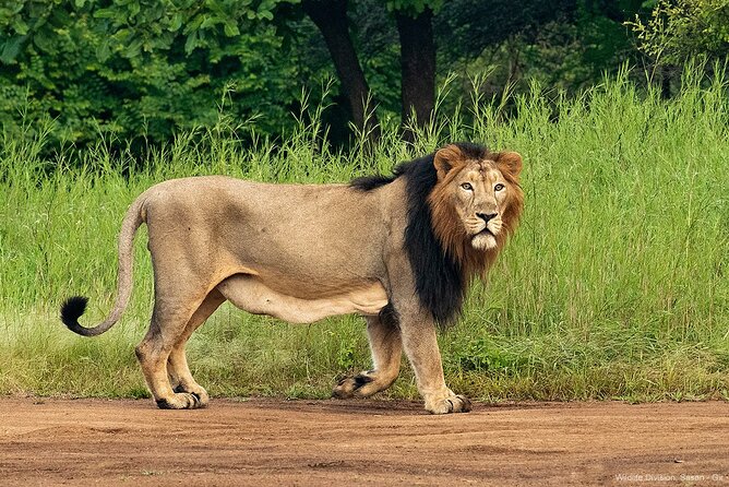 Jeep Safari: a Skip the Line Access to Devalia Safari Park India - Pricing and Ticket Details