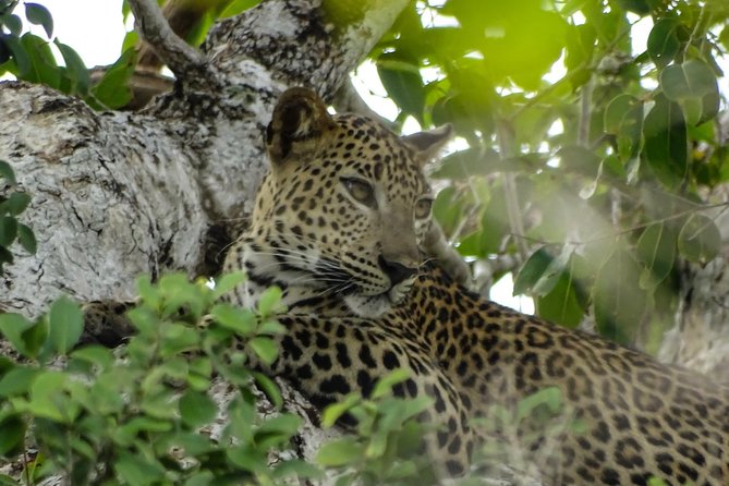 Jeep Safari at Kumana National Park - Weather and Refunds