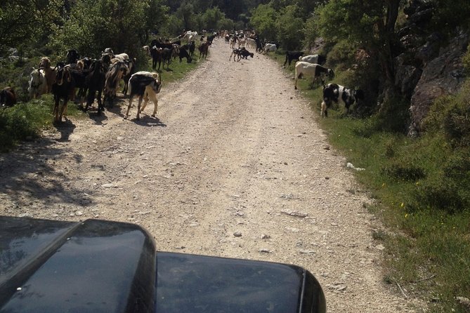 Jeep Safari - Reviews