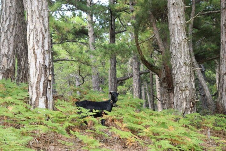 Jeep Safari in Thassos Mountain - Highlights of the Jeep Safari