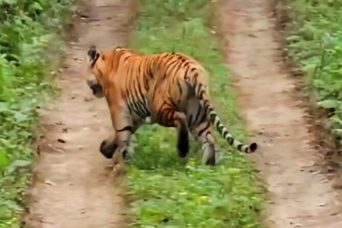 Jeep Safari ( Inside Chitwan National Park, 8-10 Hrs.). - Questions