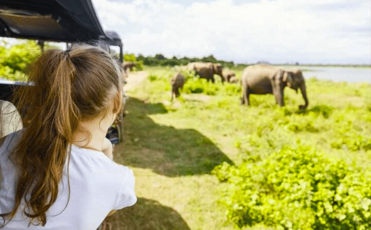 Jeep Safari to Udawalawa National Park From Colombo - Itinerary Details