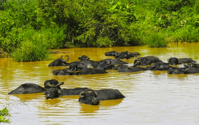 Jeep Safari to Udawalawa National Park From Colombo - Inclusions and Amenities