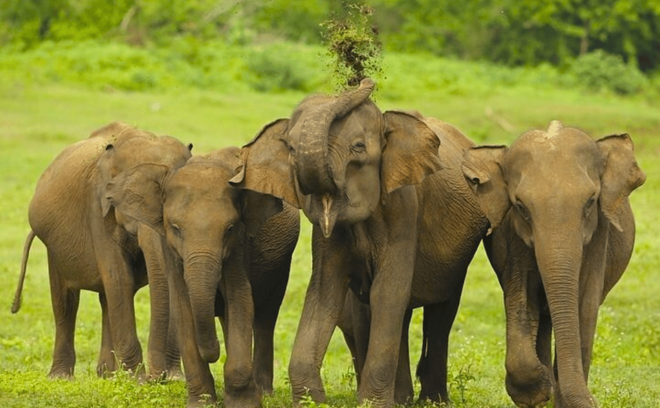 Jeep Safari to Udawalawa National Park From Colombo - What to Bring