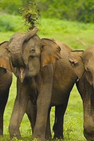 Jeep Safari to Udawalawa National Park From Colombo - Accessibility Features