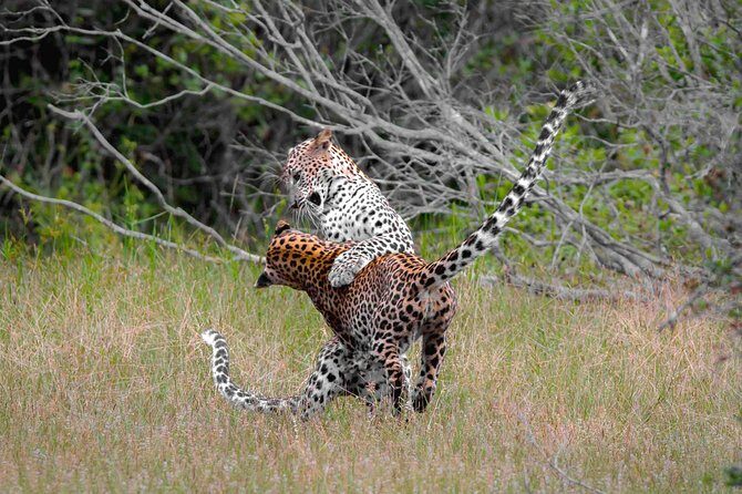 Jeep Safari to Yala National Park With an Expert Of Wild Life - Exploring Yala: The Main Stops and Highlights