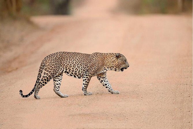 Jeep Safari to Yala National Park With an Expert Of Wild Life - The Value of a Private Safari in Yala