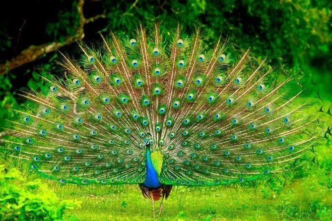 Jeep Safari to Yala National Park With an Expert Of Wild Life - Who Should Book This Tour?