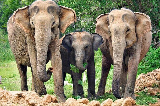 Jeep Safari to Yala National Park With an Expert Of Wild Life - FAQ: Common Questions About the Yala Safari Tour