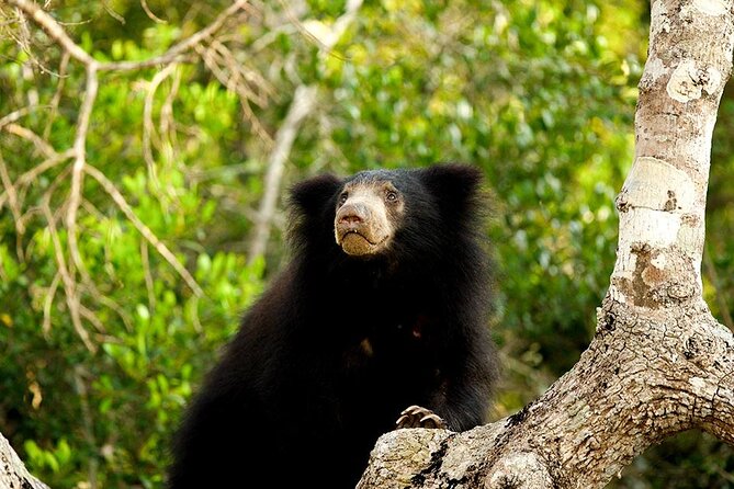 Jeep Safari to Yala National Park With an Expert Of Wild Life - Tour Overview