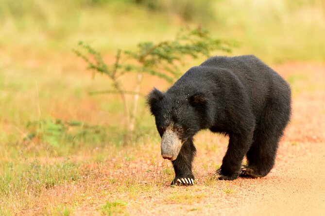 Jeep Safari to Yala National Park With an Expert Of Wild Life - Booking Information