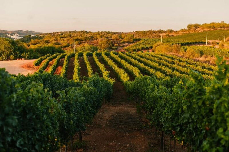Jeep Safari with Winery Visit & Wine Tasting included - Good To Know  