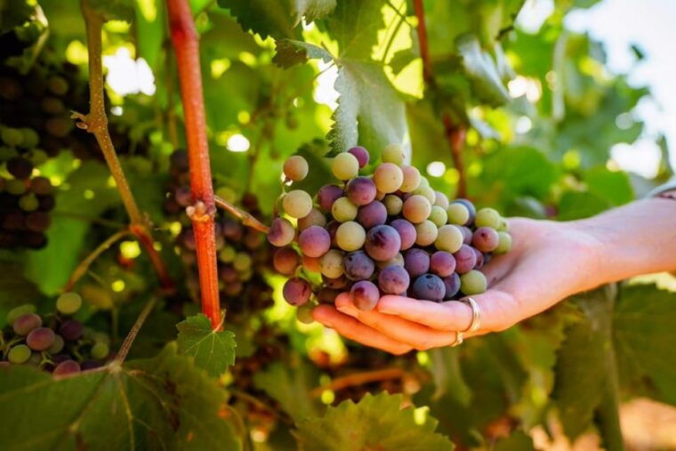Jeep Safari with Winery Visit & Wine Tasting included - Who Will Love This Tour?  