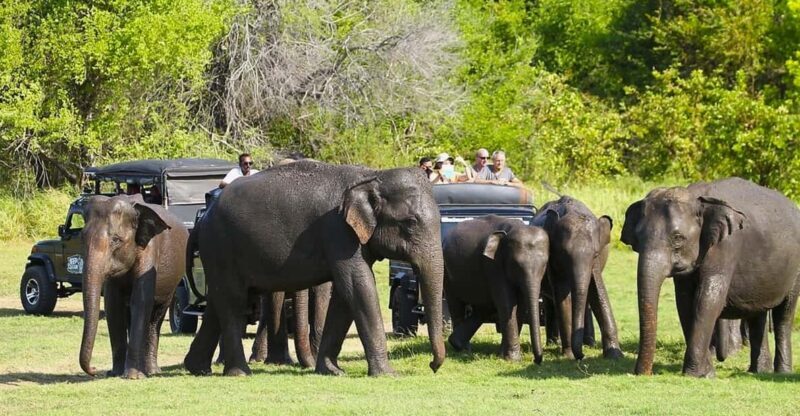 Jeep Safario to Minneriya/Kaudulla/Hurulu Eco National Parks - Introduction