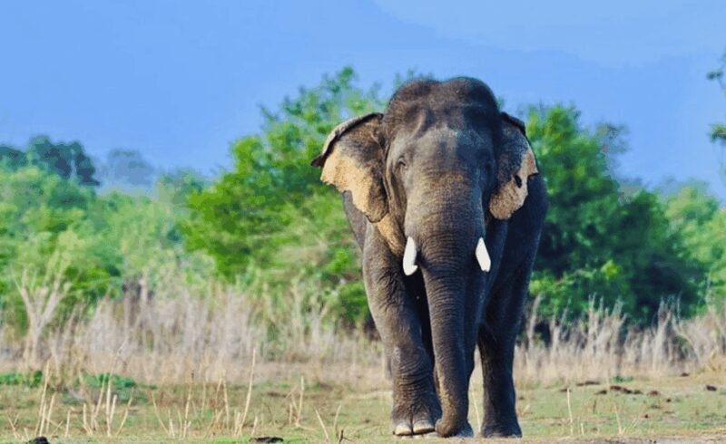 Jeep Safario to Minneriya/Kaudulla/Hurulu Eco National Parks - Good To Know