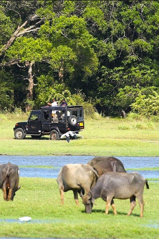 Jeep Safario to Minneriya/Kaudulla/Hurulu Eco National Parks - Who Should Book This Tour