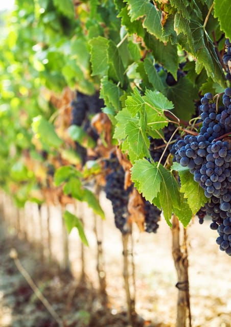 Jeep Wine Tour: Florence, Monteriggioni & San Gimignano - Good To Know