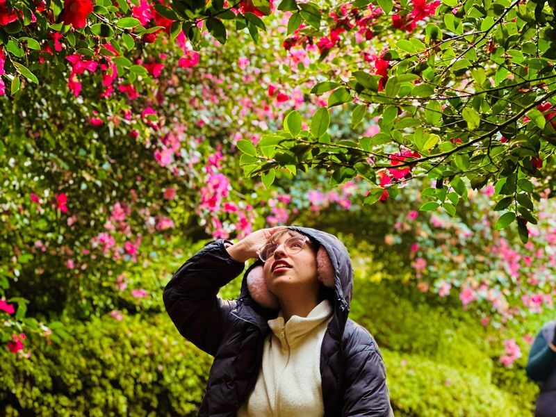 Jeju Camellia Winter Fantasia Small Group Day Tour - O’Sulloc and Innisfree: a slower change of pace