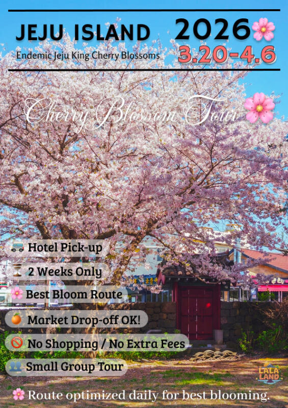 Jeju cherry Blossom Season Tour: Small Group - Why the King Cherry Blossom makes Jeju special