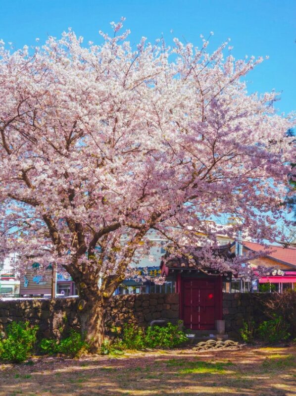 Jeju cherry Blossom Season Tour: Small Group - Guides, weather, and the value of a flexible route