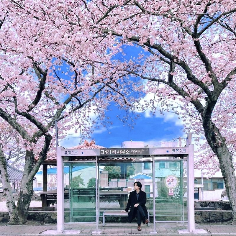 Jeju cherry Blossom Season Tour: Small Group - Small group, pickup, and what the price covers