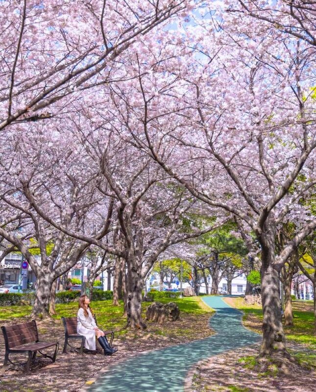 Jeju cherry Blossom Season Tour: Small Group - Who should take this Jeju blossom tour