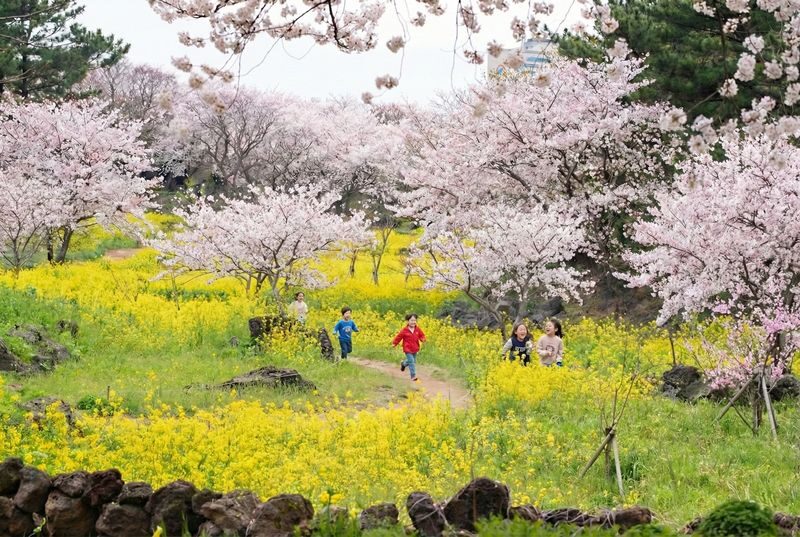Jeju cherry Blossom Season Tour: Small Group - Should you book it?
