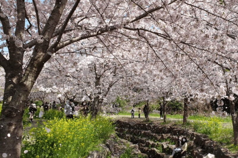Jeju: Cherry Blossom South & West Day Tour with Hotel Pickup - Who Would Love This Tour?