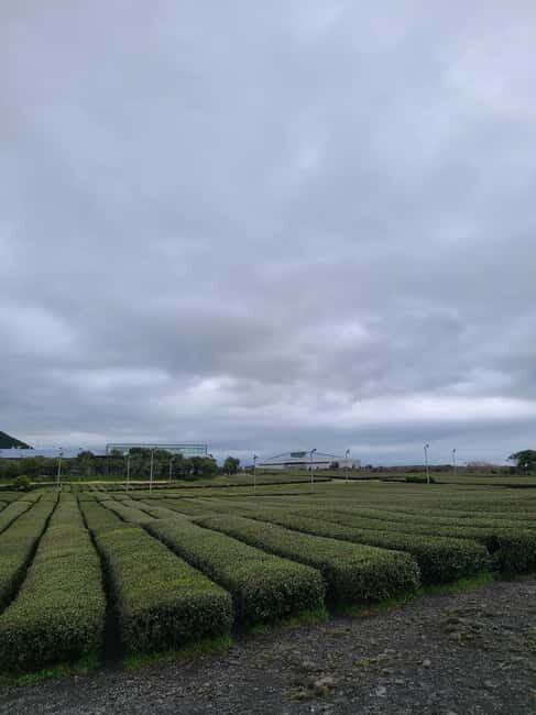 Jeju: Cherry Blossom South & West Day Tour with Hotel Pickup - UNESCO Sites & Hallasan Mountain