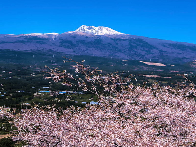Jeju: Cherry Blossom South & West Day Tour with Hotel Pickup - Coastal Drive & Scenic Coastlines