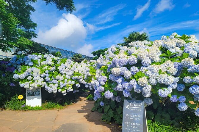 Jeju Day Tour for Cruise Guests - FAQ