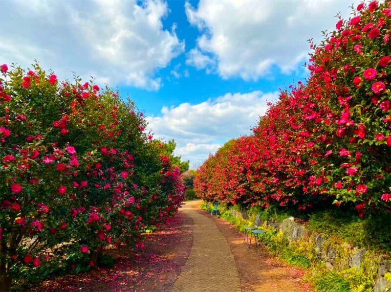 Jeju: Day Tour Hanbok, HALLASAN, Camellia, Sauna (W/pick-up) - The Value of This Tour