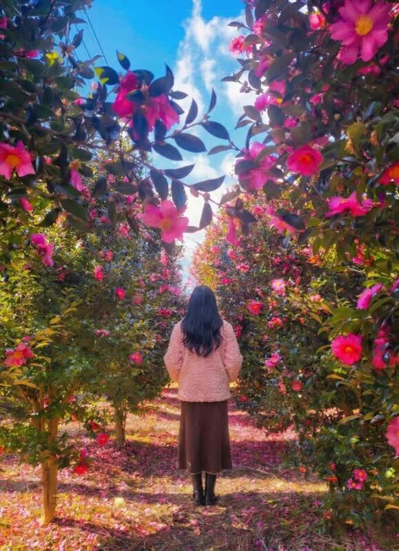 Jeju: Day Tour Hanbok, HALLASAN, Camellia, Sauna (W/pick-up) - FAQ