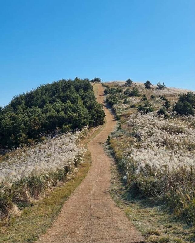 Jeju: Day Tour, Small Volcano & Landmark & UNESCO Heritage - Authentic Experiences and Insights from Reviews